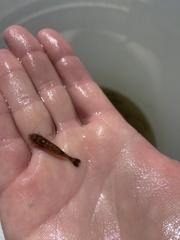 Crangon septemspinosa