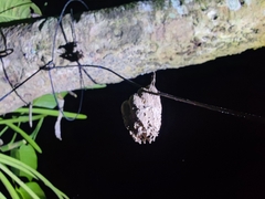 Stenogaster