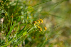 Bupleurum ranunculoides