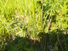 Artemisia tanacetifolia