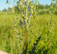 Artemisia tanacetifolia