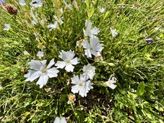 Heliosperma pusillum