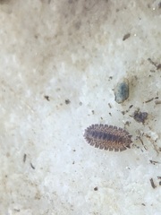 Armadilloniscus ellipticus