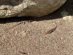 Trachylepis sechellensis