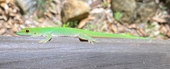 Phelsuma