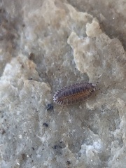 Armadilloniscus ellipticus