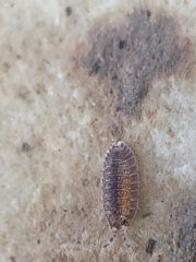 Armadilloniscus ellipticus