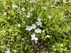 Heliosperma pusillum