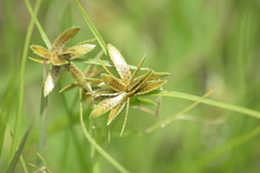Cyperus bipartitus