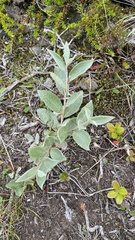 Salix lapponum