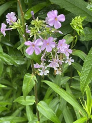 Phlox ovata