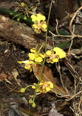 Trichocentrum cebolleta