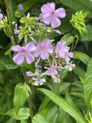 Phlox ovata