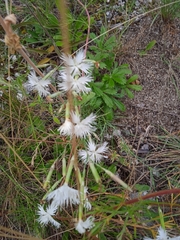 Dianthus arenarius