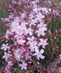 Limonium insigne