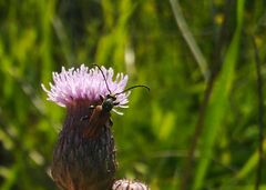 Pseudovadonia livida