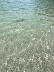 Carcharhinus melanopterus