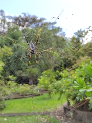 Trichonephila inaurata inaurata
