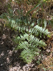 Pteridium aquilinum aquilinum
