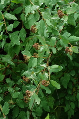 Spiraea chamaedryfolia