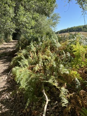 Pteridium aquilinum aquilinum