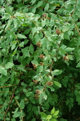 Spiraea chamaedryfolia
