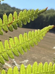 Pteridium aquilinum aquilinum