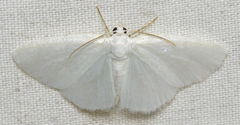 Lomographa vestaliata