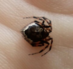 Euryopis funebris
