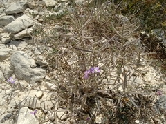 Malcolmia littorea
