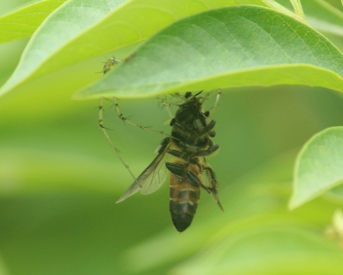 Giant Honey Bee photo 4