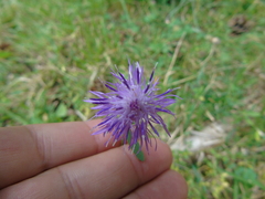 Centaurea tymphaea