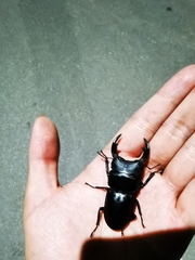 Dorcus hopei hopei