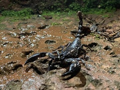 Scorpionidae