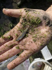 Notropis atherinoides