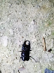 Dorcus hopei hopei