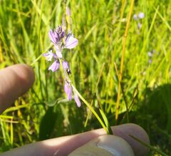 Polygala hybrida