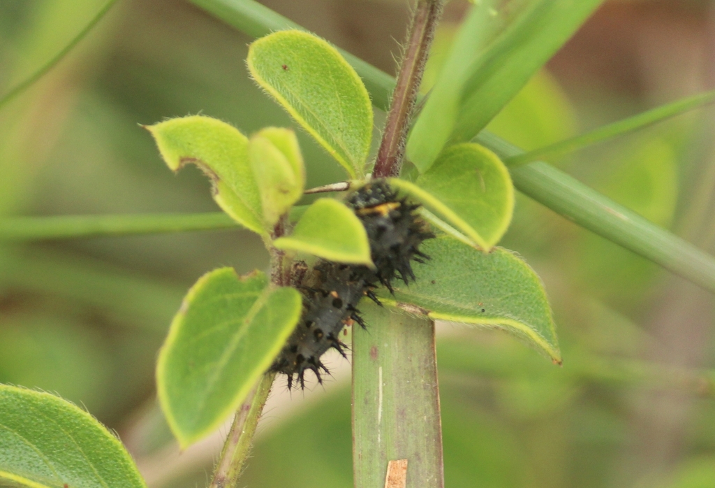 蓝眼蛱蝶（Junonia orithya）