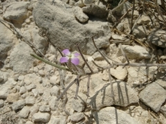 Malcolmia littorea