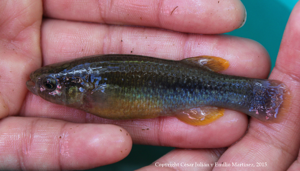 Profundulus mixtlanensis