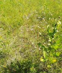 Gypsophila altissima