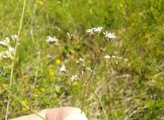 Gypsophila altissima