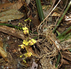 Trichocentrum cebolleta