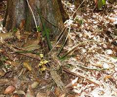 Trichocentrum cebolleta