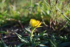 Bergeranthus multiceps