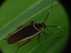 Pseudomops interceptus