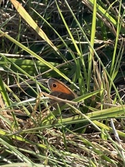Coenonympha pamphilus
