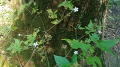 Geranium robertianum