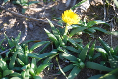 Bergeranthus multiceps