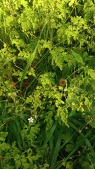 Geranium robertianum